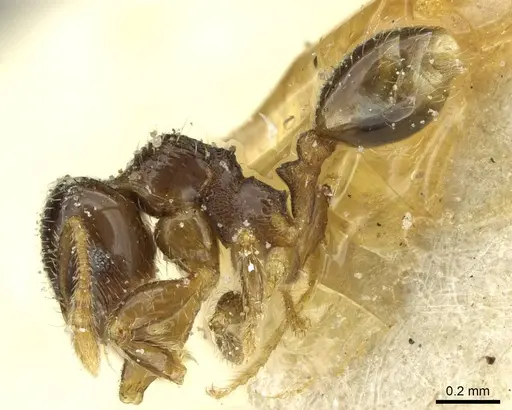 Pheidole pullula specimen CASENT0913444 image casent0913444_3