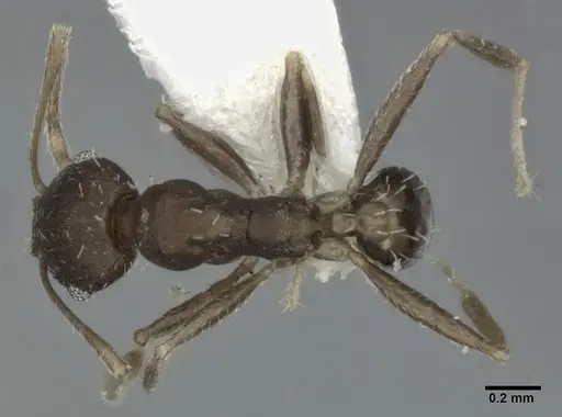 Pheidole punctatissima specimen CASENT0246102 image casent0246102_1