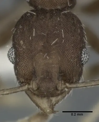 Pheidole punctatissima specimen CASENT0246102 image casent0246102_2