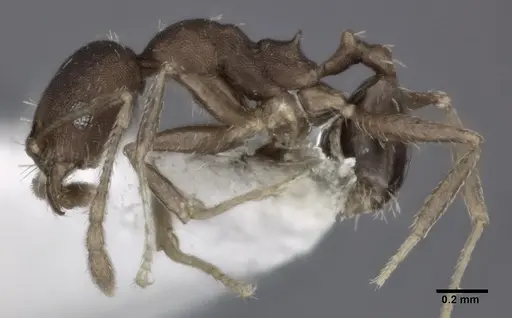 Pheidole punctatissima specimen CASENT0246102 image casent0246102_3