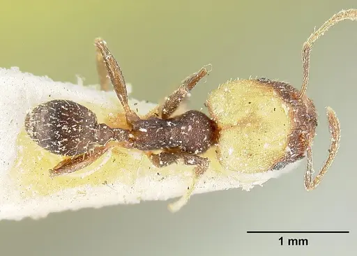 Pheidole punctatissima specimen CASENT0601256 image casent0601256_1