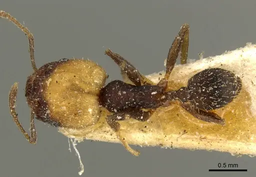 Pheidole punctatissima specimen CASENT0601256 image casent0601256_2