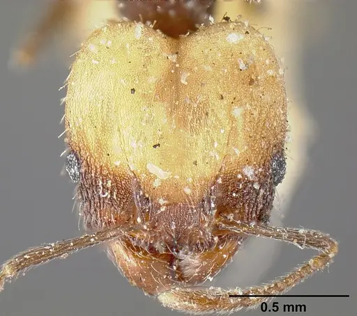 Pheidole punctatissima specimen CASENT0601256 image casent0601256_3