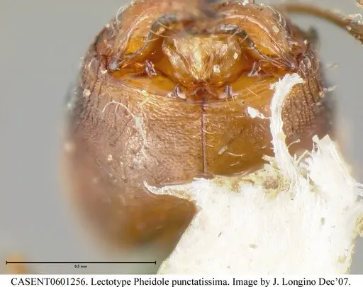 Pheidole punctatissima specimen CASENT0601256 image casent0601256_4