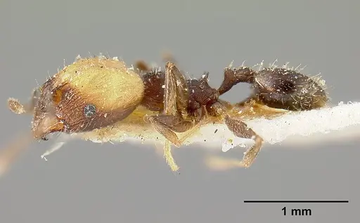 Pheidole punctatissima specimen CASENT0601256 image casent0601256_5