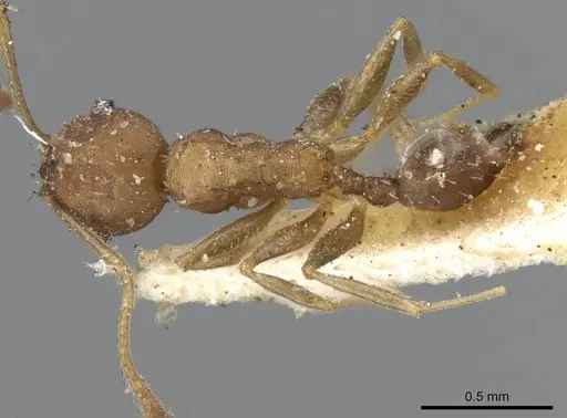 Pheidole punctatissima specimen CASENT0601257 image casent0601257_1