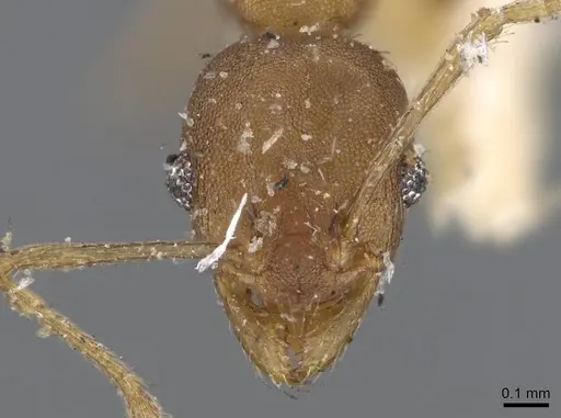 Pheidole punctatissima specimen CASENT0601257 image casent0601257_2