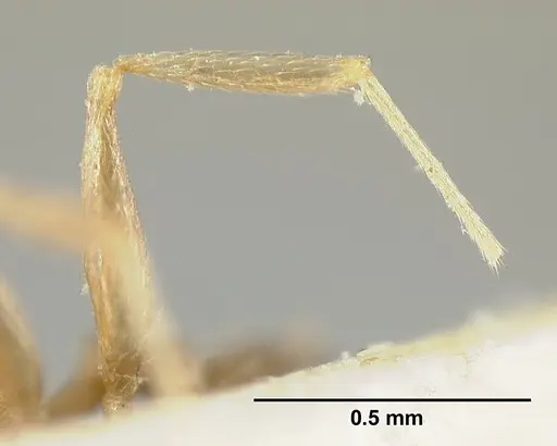 Pheidole punctatissima specimen CASENT0601257 image casent0601257_4