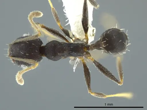Pheidole punctatissima specimen CASENT0619442 image casent0619442_1