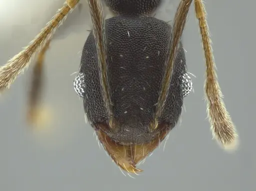 Pheidole punctatissima specimen CASENT0619442 image casent0619442_2