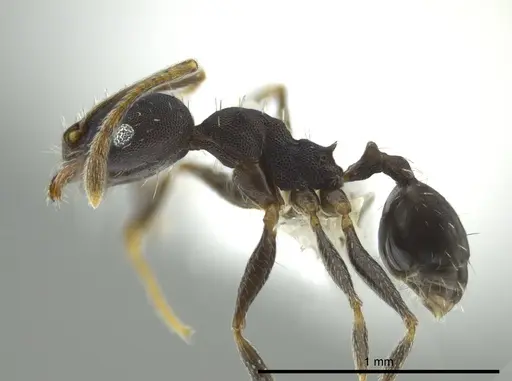 Pheidole punctatissima specimen CASENT0619442 image casent0619442_3