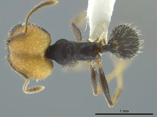 Pheidole punctatissima specimen CASENT0619681 image casent0619681_1