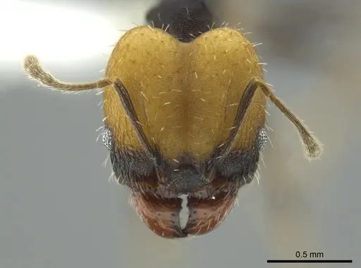 Pheidole punctatissima specimen CASENT0619681 image casent0619681_2