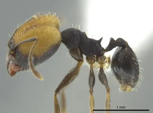 Pheidole punctatissima specimen CASENT0619681 image casent0619681_3
