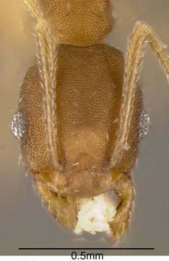 Pheidole punctatissima specimen CASENT0635514 image casent0635514_1