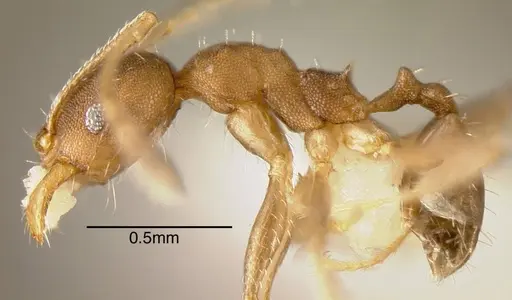 Pheidole punctatissima specimen CASENT0635514 image casent0635514_2