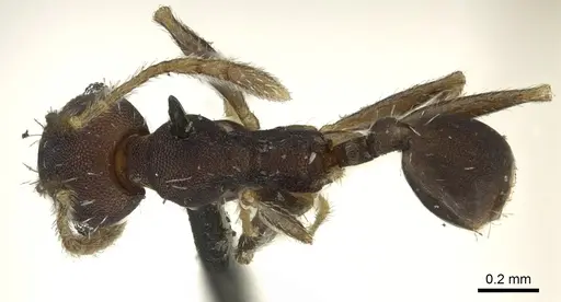 Pheidole punctatissima specimen CASENT0901593 image casent0901593_1