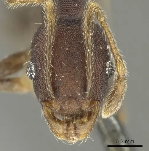 Pheidole punctatissima specimen CASENT0901593 image casent0901593_2