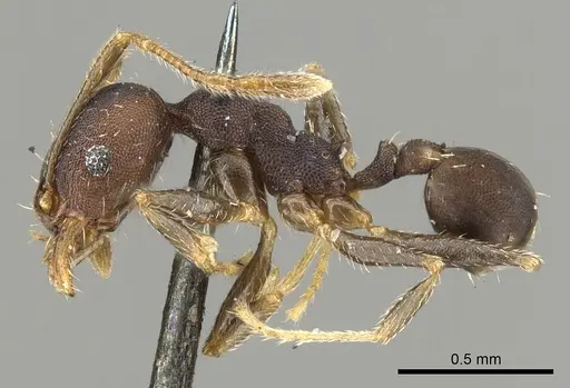 Pheidole punctatissima specimen CASENT0901593 image casent0901593_3