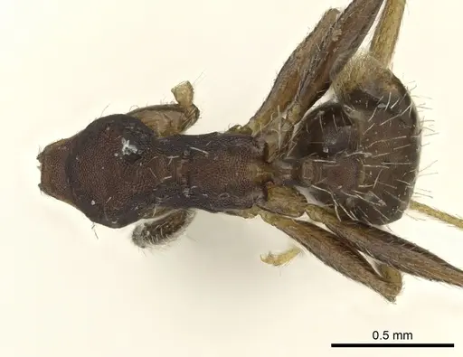Pheidole punctatissima specimen CASENT0901594 image casent0901594_1