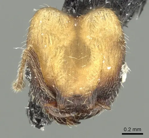 Pheidole punctatissima specimen CASENT0901594 image casent0901594_2