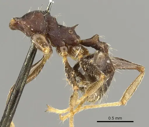 Pheidole punctatissima specimen CASENT0901594 image casent0901594_3