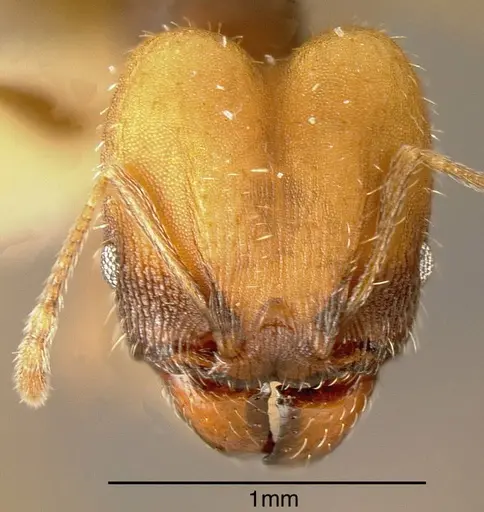 Pheidole punctatissima specimen INBIOCRI002279874 image inbiocri002279874_1
