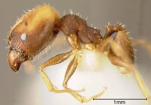 Pheidole punctatissima specimen INBIOCRI002279874 image inbiocri002279874_2