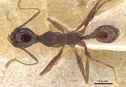 Pheidole punctithorax specimen CASENT0913405 image casent0913405_1