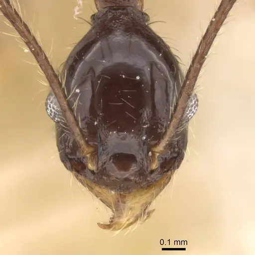 Pheidole punctithorax specimen CASENT0913405 image casent0913405_2
