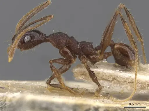 Pheidole punctithorax specimen CASENT0913405 image casent0913405_3