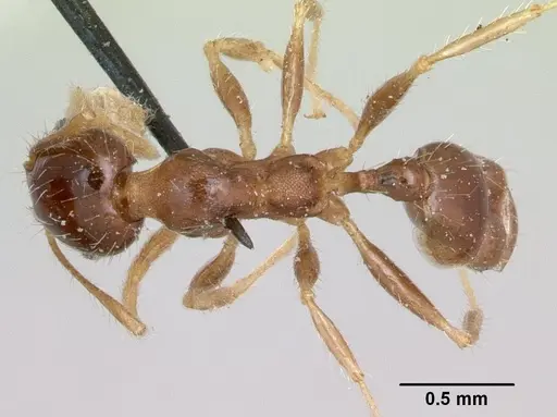 Pheidole punctulata specimen CASENT0173310 image casent0173310_1