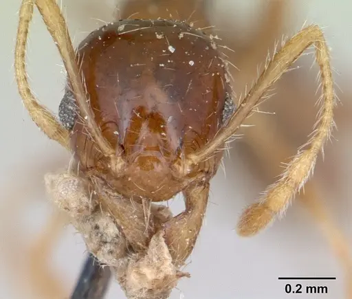 Pheidole punctulata specimen CASENT0173310 image casent0173310_2