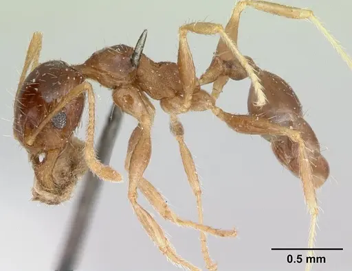 Pheidole punctulata specimen CASENT0173310 image casent0173310_3