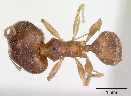 Pheidole punctulata specimen CASENT0173311 image casent0173311_1