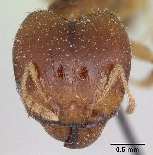 Pheidole punctulata specimen CASENT0173311 image casent0173311_2