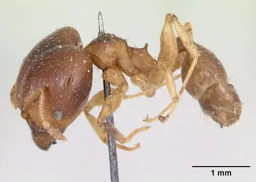 Pheidole punctulata specimen CASENT0173311 image casent0173311_3