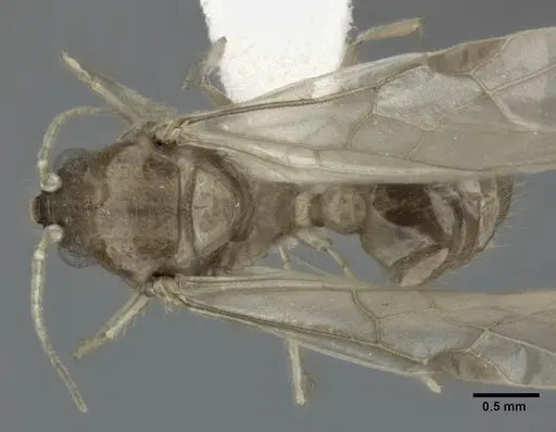Pheidole punctulata specimen CASENT0246113 image casent0246113_1