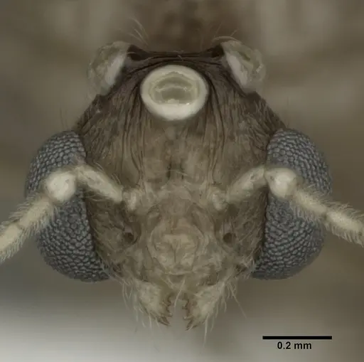 Pheidole punctulata specimen CASENT0246113 image casent0246113_2
