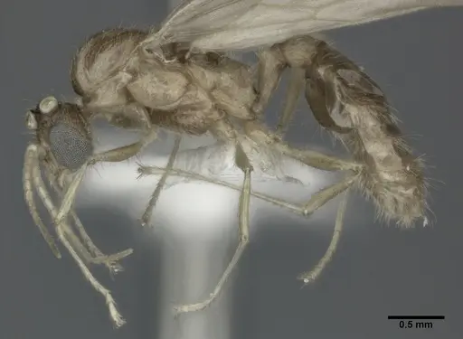 Pheidole punctulata specimen CASENT0246113 image casent0246113_3