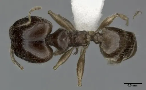 Pheidole punctulata specimen CASENT0246114 image casent0246114_1