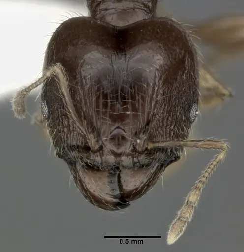 Pheidole punctulata specimen CASENT0246114 image casent0246114_2