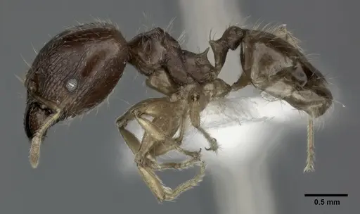 Pheidole punctulata specimen CASENT0246114 image casent0246114_3
