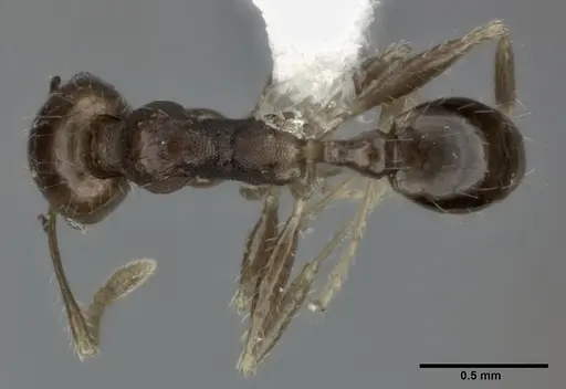 Pheidole punctulata specimen CASENT0246115 image casent0246115_1