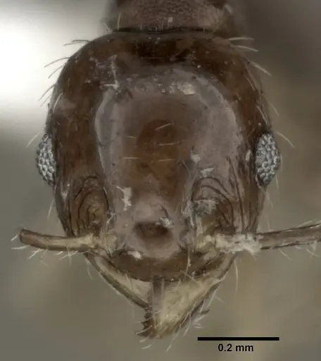 Pheidole punctulata specimen CASENT0246115 image casent0246115_2
