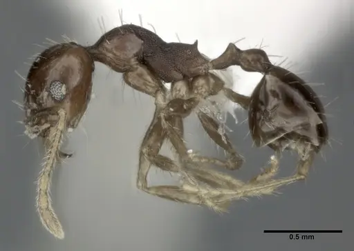 Pheidole punctulata specimen CASENT0246115 image casent0246115_3