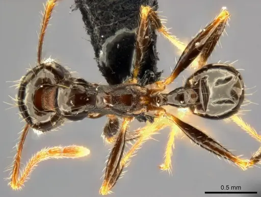 Pheidole punctulata specimen CASENT0282680 image casent0282680_1