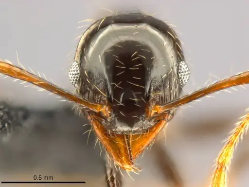 Pheidole punctulata specimen CASENT0282680 image casent0282680_2
