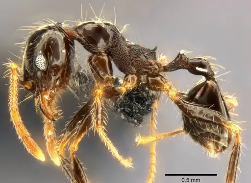 Pheidole punctulata specimen CASENT0282680 image casent0282680_3