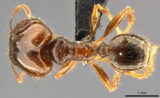 Pheidole punctulata specimen CASENT0283067 image casent0283067_1